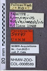 Etiketten zu Gambrinus rufihumeralis (NHMW-ZOO-COL-0008589)